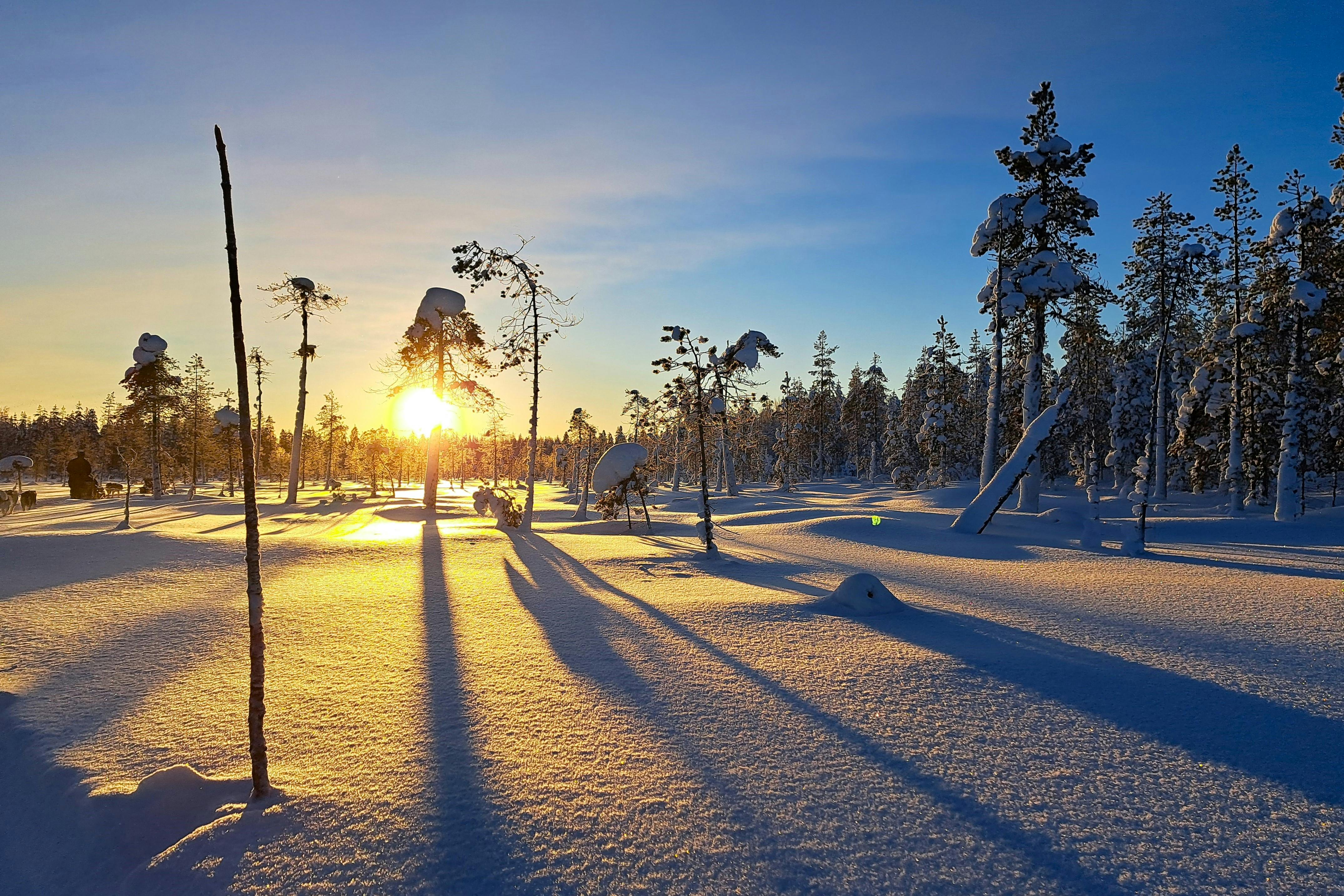 Lapland winter forest golden sunrise