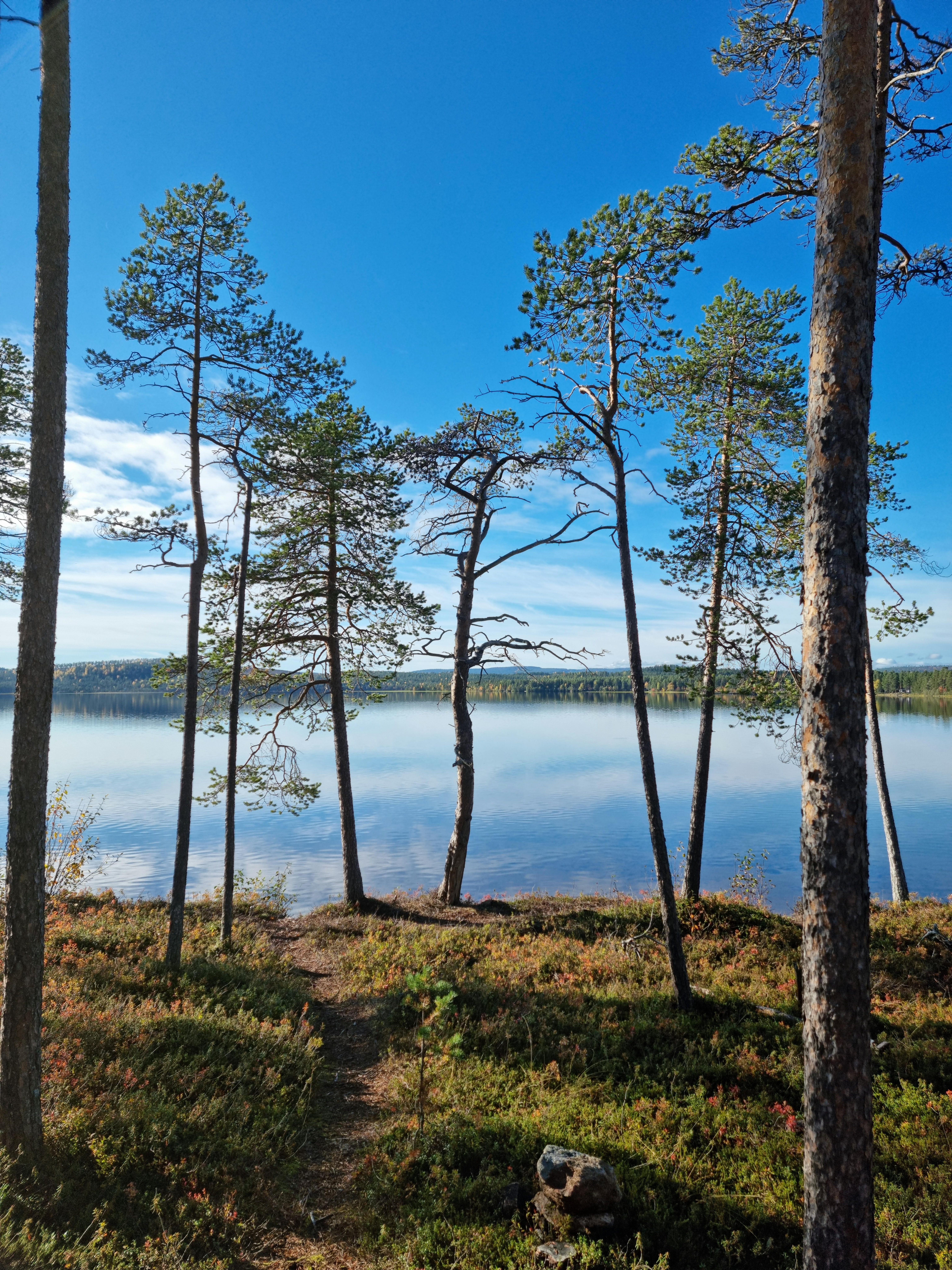 Pine trees by a calm Finnish lake in summer